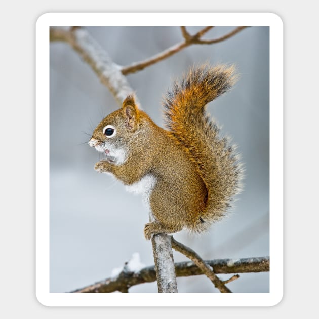 Red Squirrel Sticker by jaydee1400